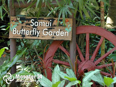 باغ پروانه های